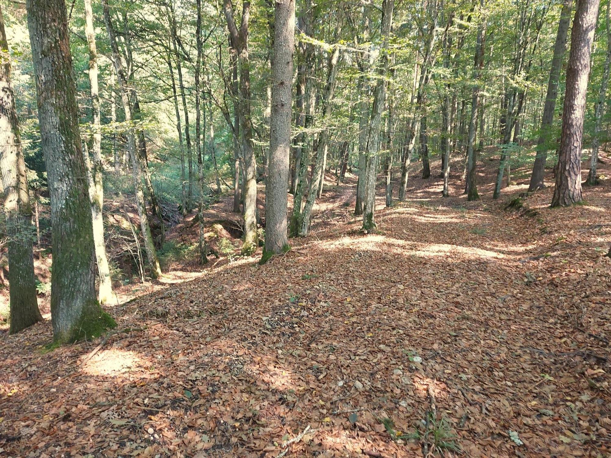 Landhaus Annmarie Limbach im Burgenland Buitenkant foto